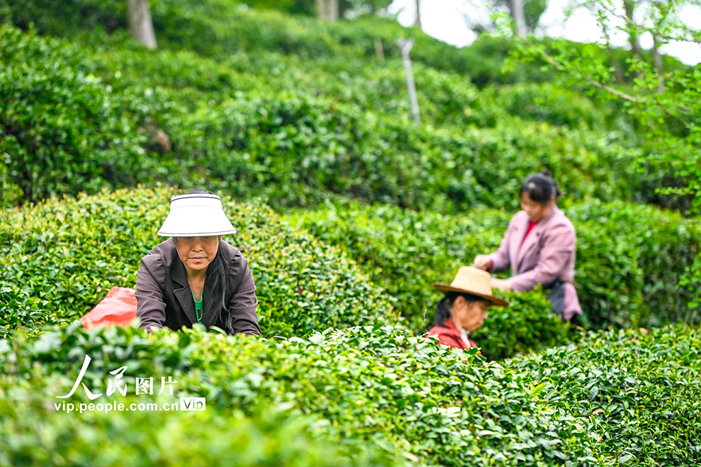湖北英山：春日采茶忙【2】