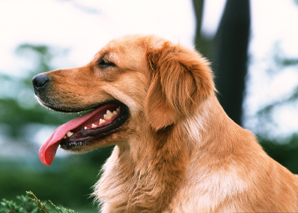积极宣传引导 规范文明养犬