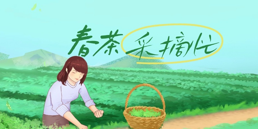 湖北英山：春日采茶忙