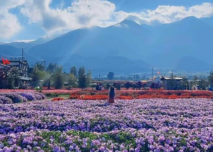 彩云之南：奏响农文旅融合“协奏曲”