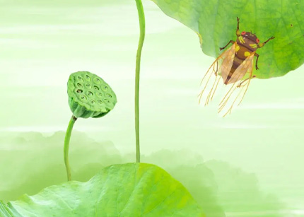 小暑、大暑，谁的“火力”更胜一筹？