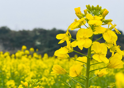 我们一起去看油菜花海，找寻曾经乡野田间的童年快乐