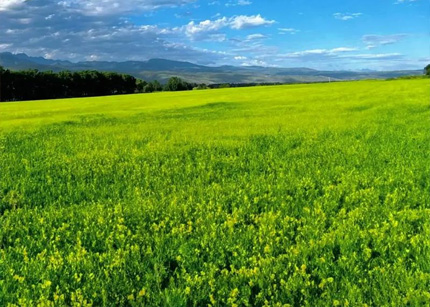 “天边草原”乌拉盖 夏日风景美如画